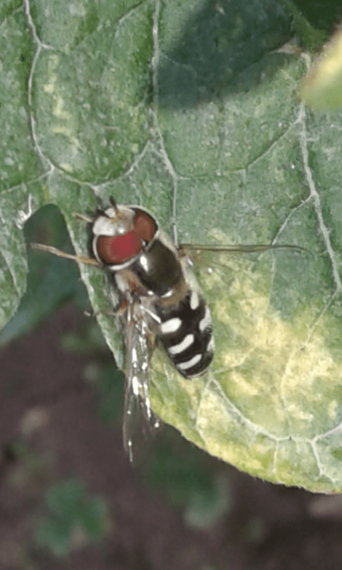 Syrphidae : Eupeodes luniger?  No, Scaeva pyrastri, maschio